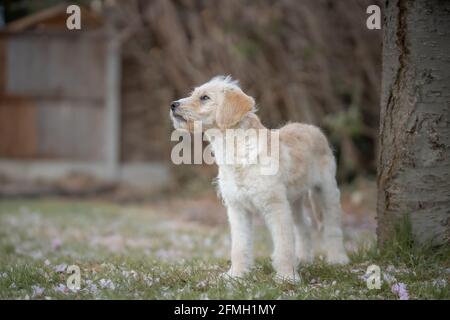 Cute Labradoodle Labrador Poodle cross puppy Stock Photo