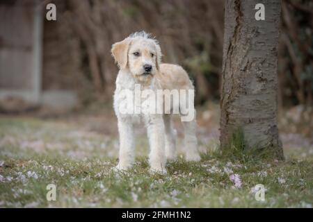 Cute Labradoodle Labrador Poodle cross puppy Stock Photo