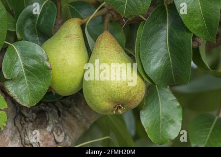 close up view of two pears growing on the pear tree outdoors Stock Photo