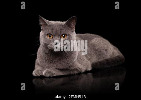 Adorable dark gray Scottish Straight cat Stock Photo