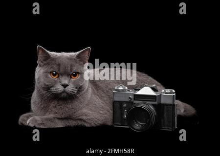 Adorable dark gray Scottish Straight cat Stock Photo