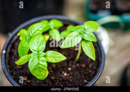 Macro closeup of green sweet Italian basil plant showing detail and texture in soil flowerpot with bokeh background Stock Photo