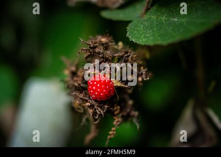 Hanging red ripe wineberry wine berries macro closeup showing detail and texture in Virginia ripening on plant bush garden farm with green leaves back Stock Photo