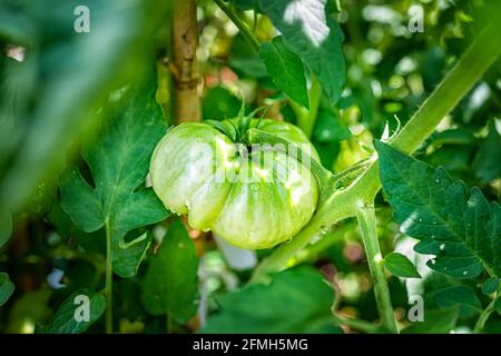 Green unripe large tomato hanging growing on green vine on plant macro closeup with blurry background with rain water drops on fruit Stock Photo