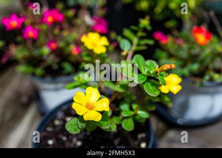 Macro closeup of green red and yellow flowers edible purslane plant in pot flowerpot outside blooming in garden with texture Stock Photo