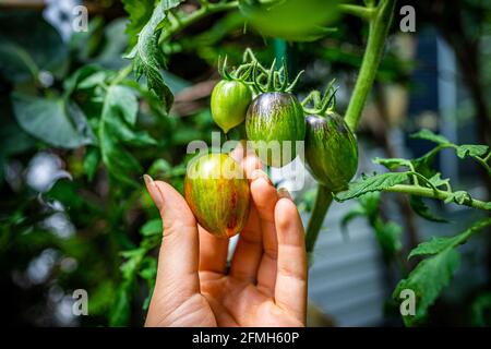 Macro closeup view of green variety of hand holding small grape tomatoes cluster group hanging growing on plant vine in garden with orange red ripe fr