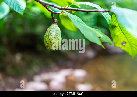 Macro closeup view of one single unripe pawpaw fruit hanging growing on plant tree in garden for wild foraging with green leaves and bokeh background Stock Photo