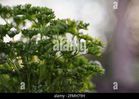 Fresh Green Leaves of Curly Parsley in the Garden. Close-up of Petroselinum Crispum. Stock Photo