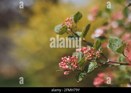 Pink Bud of Viburnum Carlesii in the Garden during Early Spring. Beautiful Arrowwood before Bloom during Springtime. Stock Photo