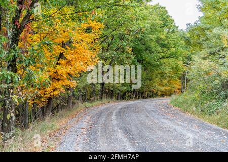Colorful yellow foliage in autumn fall season in Dolly Sods in West Virginia in National Forest Park with dirt road path curve driving point of view Stock Photo