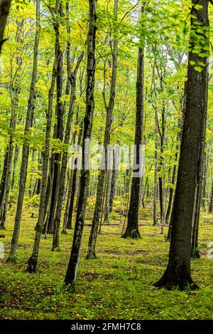 Dolly Sods, West Virginia vertical view of fall green trees forest with pattern of trunks with colorful foliage in woods and nobody in peaceful landsc Stock Photo