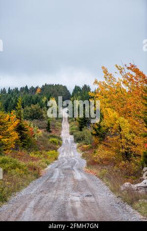 Colorful yellow orange foliage in autumn fall in Dolly Sods, West Virginia in National Forest Park with vertical view of dirt road path straight drivi Stock Photo