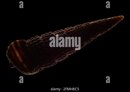 a macro photo of little spiked shell on black background Stock Photo