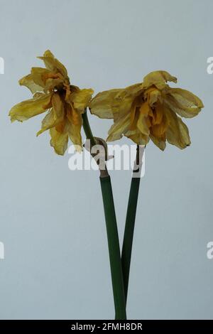 two shrivelled daffodil flowers on bright background Stock Photo