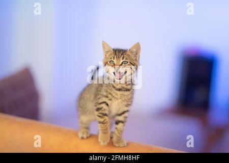 Free Stock Photo of Angry meowing Kitten looking at camera