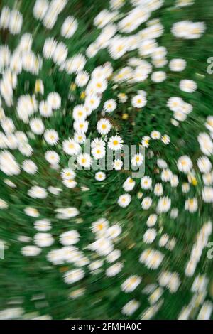 chamomile field from top with a twist zoom effect. Stock Photo
