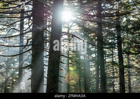 Seneca Rocks Spruce Knob area with Huckleberry trail pine forest in fall with sun rays behind trees coniferous in fog mist in West Virginia Stock Photo
