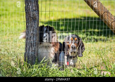 Two angry aggressive border collie and basset hound dogs behind barbed wire fence in rural countryside farm, barking Stock Photo