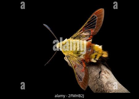 An example of a Broad Bordered Bee hawk moth found in mixed woodland in early May. Black background. Dorset England UK GB Stock Photo