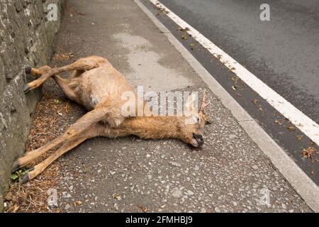 A dead roebuck, Capreolus capreolus, lying on pavement near housing after being struck by a vehicle. North Dorset England UK GB Stock Photo