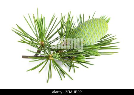 Cedrus deodara twig with cone isolated on white background Stock Photo