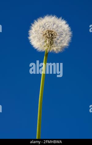 Dandelion blowball  on blue sky background Stock Photo