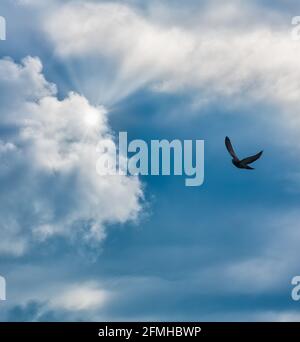 A Single Bird Is Flying Towards The Rays Of Light In A Vertical Image Format Stock Photo