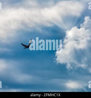 A Single Bird Is Flying Towards The Rays Of Light In A Vertical Image Format Stock Photo