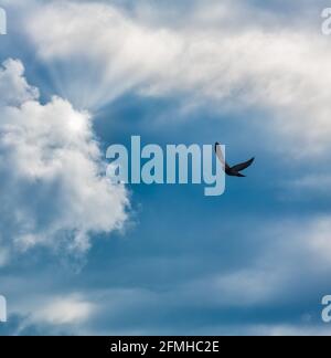 A Single Bird Is Flying Towards The Rays Of Light In A Vertical Image Format Stock Photo