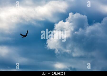 A Single Bird Is Flying Towards The Rays Of Light With Bright White Clouds In A Blue Twilight Sky Stock Photo