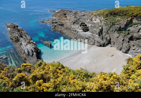 Beautiful secluded beach with gorse in flower in foreground, Galicia, Spain, Atlantic ocean, Pontevedra province, Cangas, Cabo Home Stock Photo
