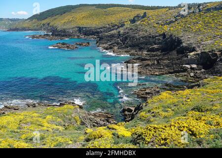 Rocky coast with gorse in flower, Atlantic ocean, Galicia, Spain, Pontevedra province, Cangas, Cabo Home Stock Photo