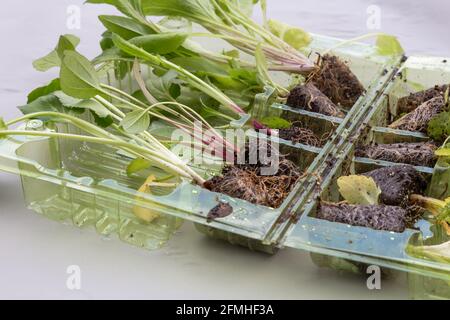 Perennial plug plants packed in a plastic container sent by post. Stock Photo