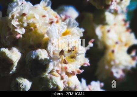 The flowers on a double flowered european horsechestnut.  Aesculus hippocastanum 'baumannii' Stock Photo