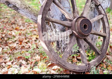 A wheel from an old cart. A wooden wheel with an iron rim is leaning against a tree. Autumn tire service for winter wheels. Stock Photo