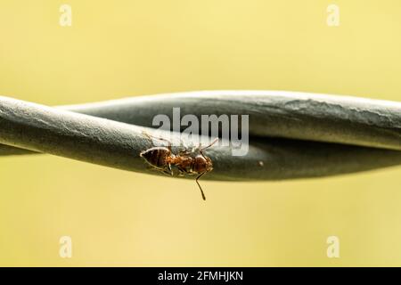 Single Ant Clings to Side of Wire with blurry green background Stock Photo