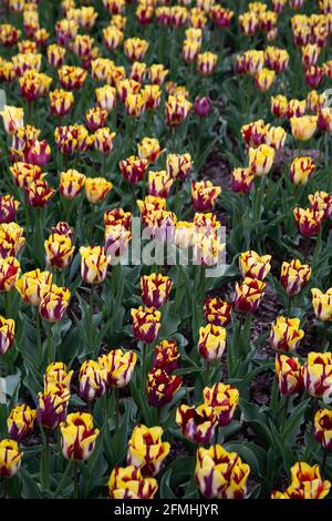 Display of Rembrandt Tulips, Tulip Helmar at Hampton Court Palace, Spring 2021, England UK Stock Photo