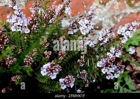 Hebe brachysiphon ‘Baby Marie’ Shrubby veronica Baby Marie – very pale lilac flowers and tiny glossy spear-shaped leaves, red stems,  May, England, UK Stock Photo