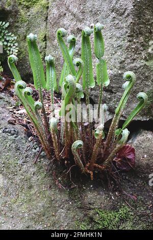 Asplenium scolopendrium  Hart’s Tongue fern – unfurling fresh green strap-shaped fronds, May, England, UK Stock Photo