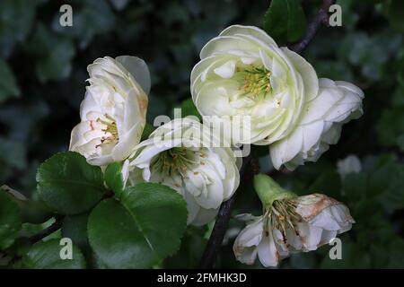 Chaenomeles speciosa ‘Kinshiden’ Japanese flowering quince Kinshiden – very pale green white yellow double flowers in small clusters,  May, England,UK Stock Photo