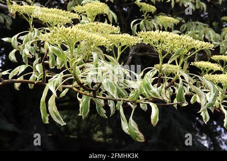 Cornus controversa Variegata Wedding cake tree – flowerbud clusters with variegated leaves,  May, England, UK Stock Photo