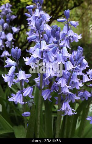 Hyacinthoides hispanica ‘Excelsior’ Spanish bluebells – pale mauve bell-shaped flowers with blue stripes,  May, England, UK Stock Photo