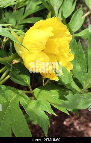 Paeonia lutea ssp ludlowii Ludlow’s tree peony – yellow bowl-shaped flowers with divided large fresh green leaves,  May, England, UK Stock Photo
