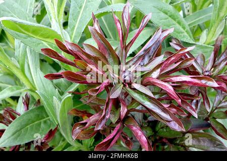 Paeonia lactiflora ‘Hot Chocolate’  Peony Hot Chocolate – lance-shaped purple red leaves and flower bud,  May, England, UK Stock Photo