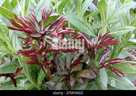 Paeonia lactiflora ‘Hot Chocolate’  Peony Hot Chocolate – lance-shaped purple red leaves and flower bud,  May, England, UK Stock Photo