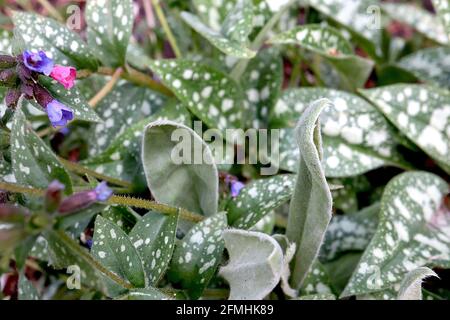 Pulmonaria saccharata ‘Mrs Moon’ Lungwort / Jerusalem sage Mrs Moon – violet blue flowers and white spotted leaves,  May, England, UK Stock Photo