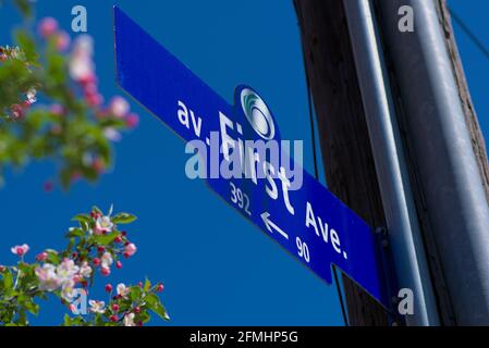 av. First Ave. road sign on a lamp post with apple blossom bloom and a clear blue sky behind. Ottawa, Ontario, Canada. Stock Photo