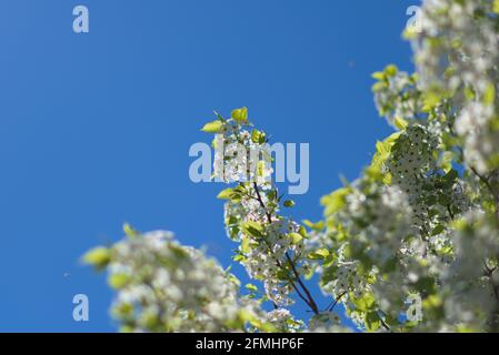 Delicate white blooms on a crabapple tree (Malus sylvestris) against a perfect blue spring sky in Ottawa, Ontario, Canada. Stock Photo
