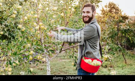 Young attractive farmer male worker crop picking apples in orchard garden in village during autumn harvest. Happy man works in garden, harvesting fold Stock Photo