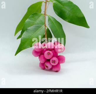 Riberry called Syzygium Luehmannii with small leaf Lilly Pilly Stock Photo